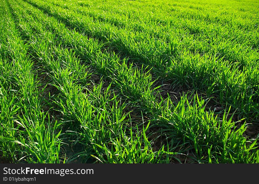 Green grass texture from a field