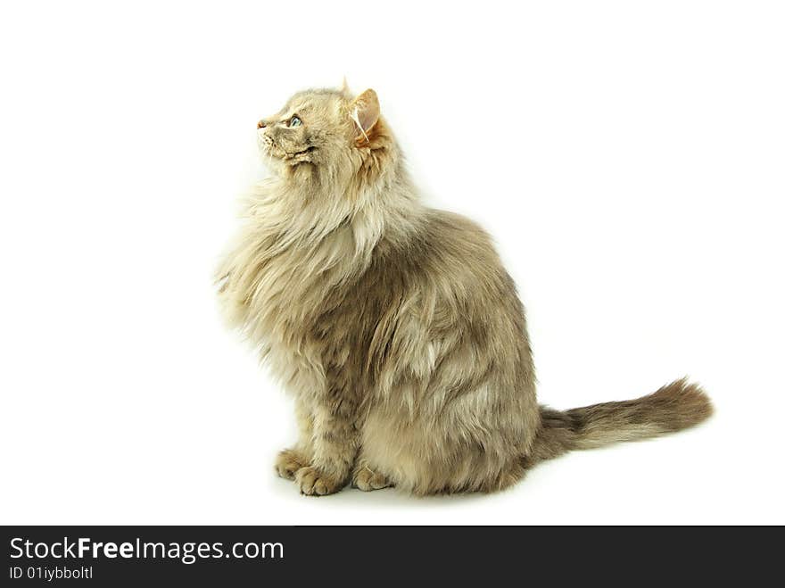 Cat  isolated on a white background