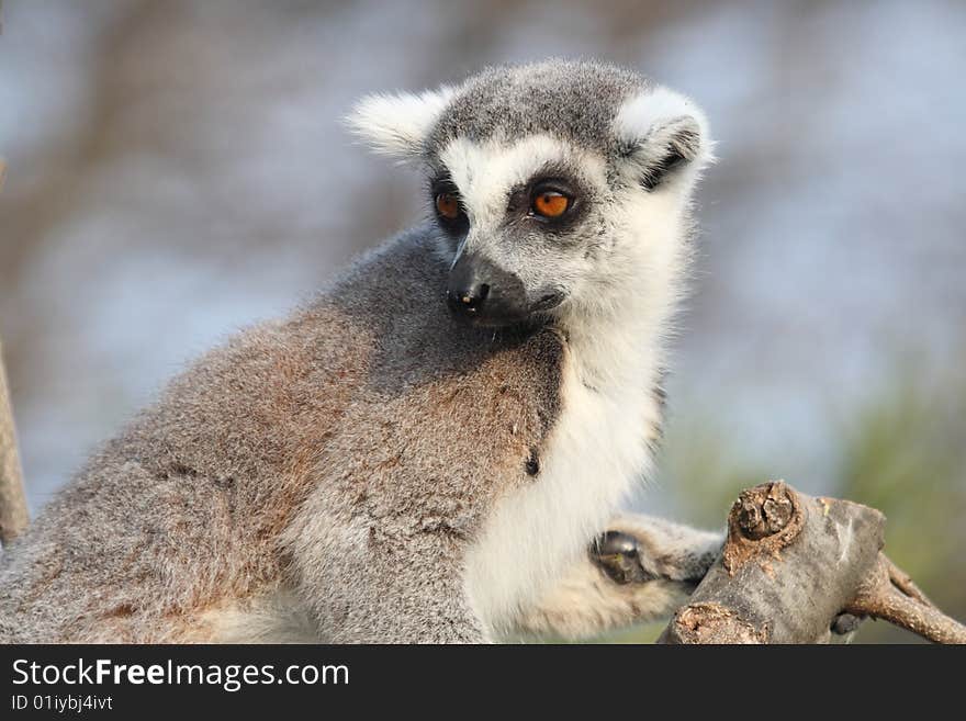 Detail of ring tailed lemur catta staring