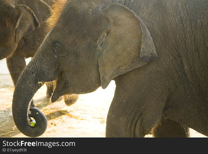 The elephant takes meal. Close  up.