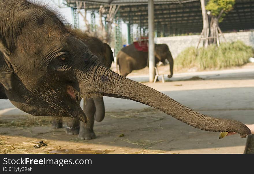 The elephant takes meal from hands of the person.