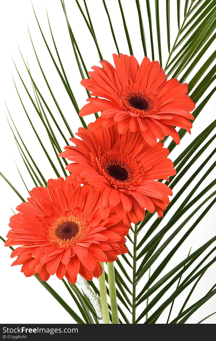 Three beautiful gerber arranged on a palm leaf isolated on white background,check also  <a href=http://www.dreamstime.com/flowers-rcollection8228-resi828293>Flowers</a>. Three beautiful gerber arranged on a palm leaf isolated on white background,check also  <a href=http://www.dreamstime.com/flowers-rcollection8228-resi828293>Flowers</a>