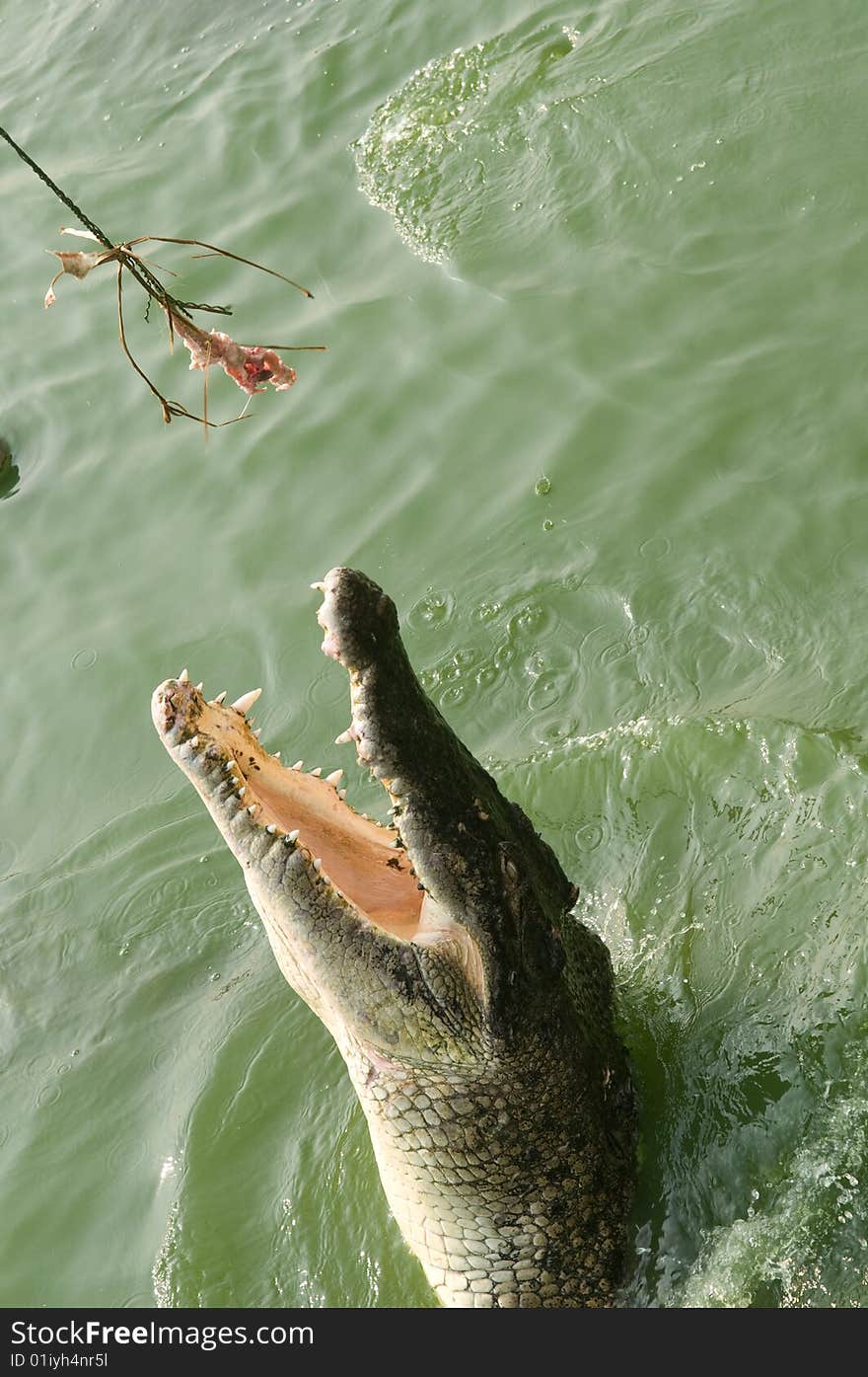 Crocodile jumping out of the water