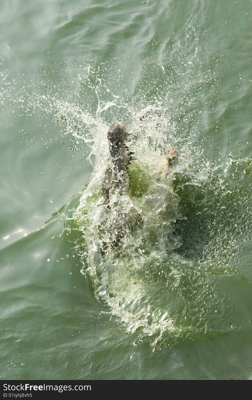 Crocodile jumping out of the water