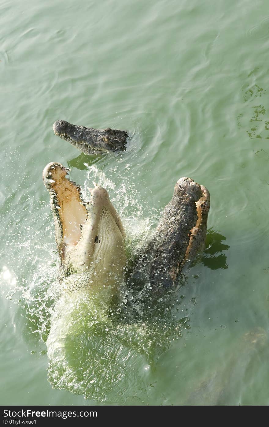 Crocodiles jumping out of the water