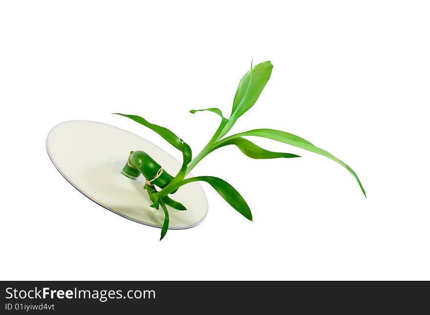 Young bamboo sprout growing through compact disc, isolated over white