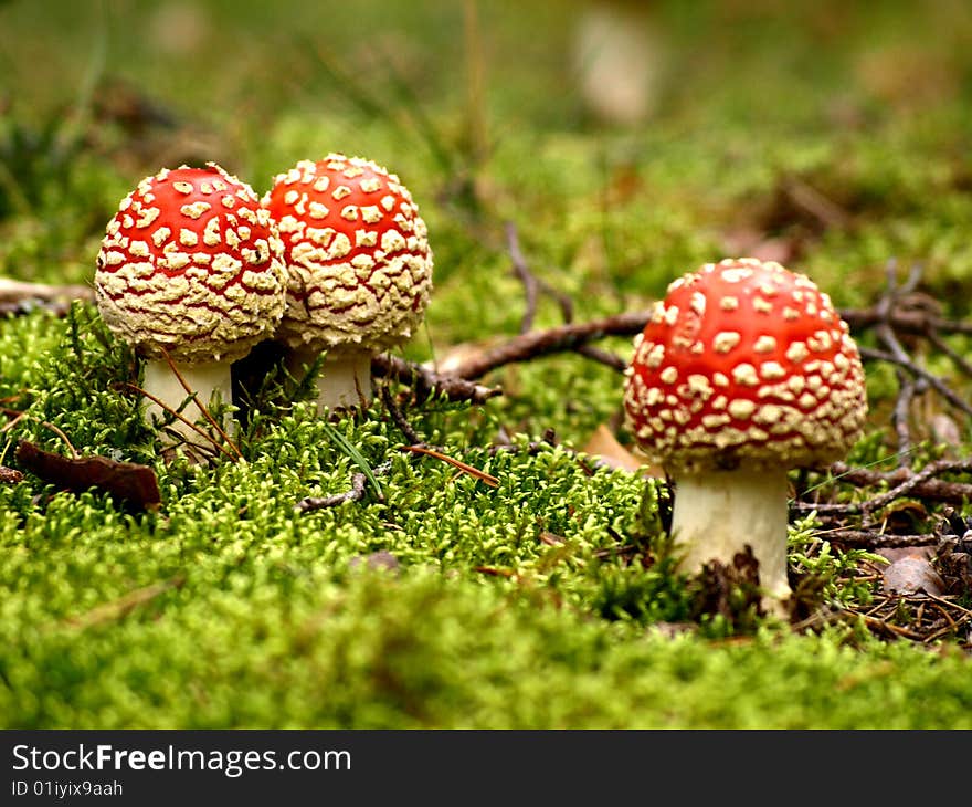 Several fly agarics in pine tree forest