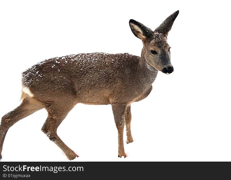 A young roebuck covered with snow standing still and watching for danger.