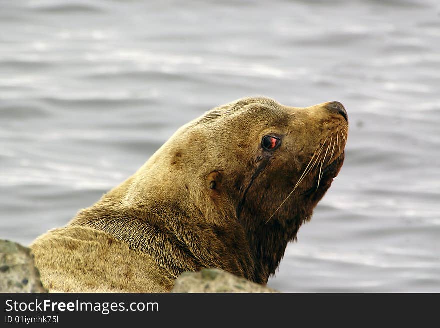 Northern sea-lion (Eumetopias jubatus)