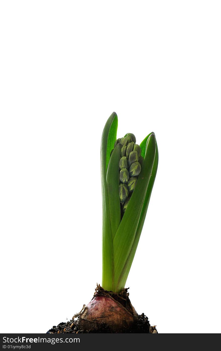 Hyacinth isolated on white - seasonal flower