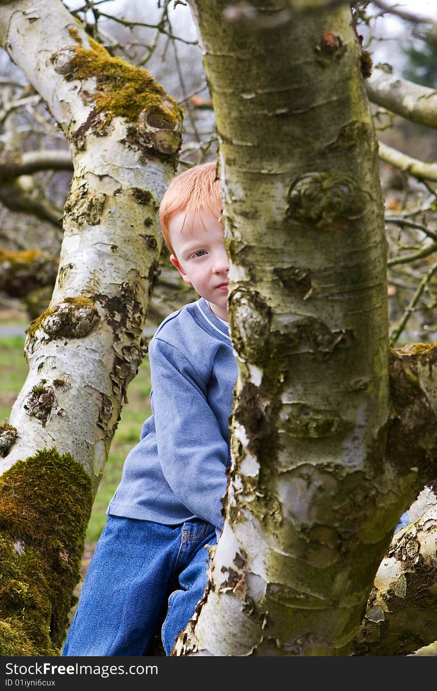 Young Boy Sitting In A Tree