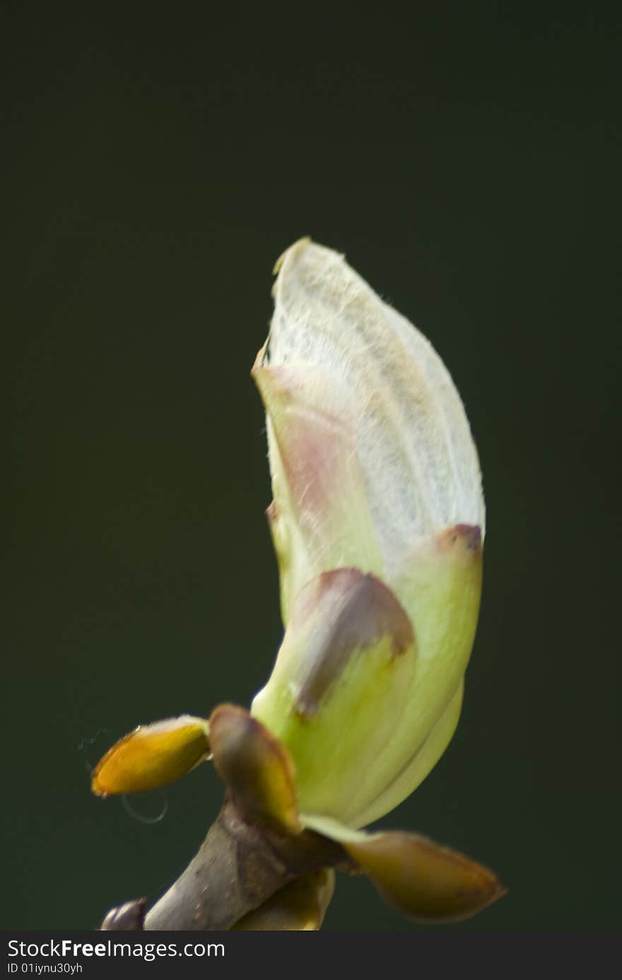 Bud of a Horse-Chestnut Tree opening in Spring. Bud of a Horse-Chestnut Tree opening in Spring