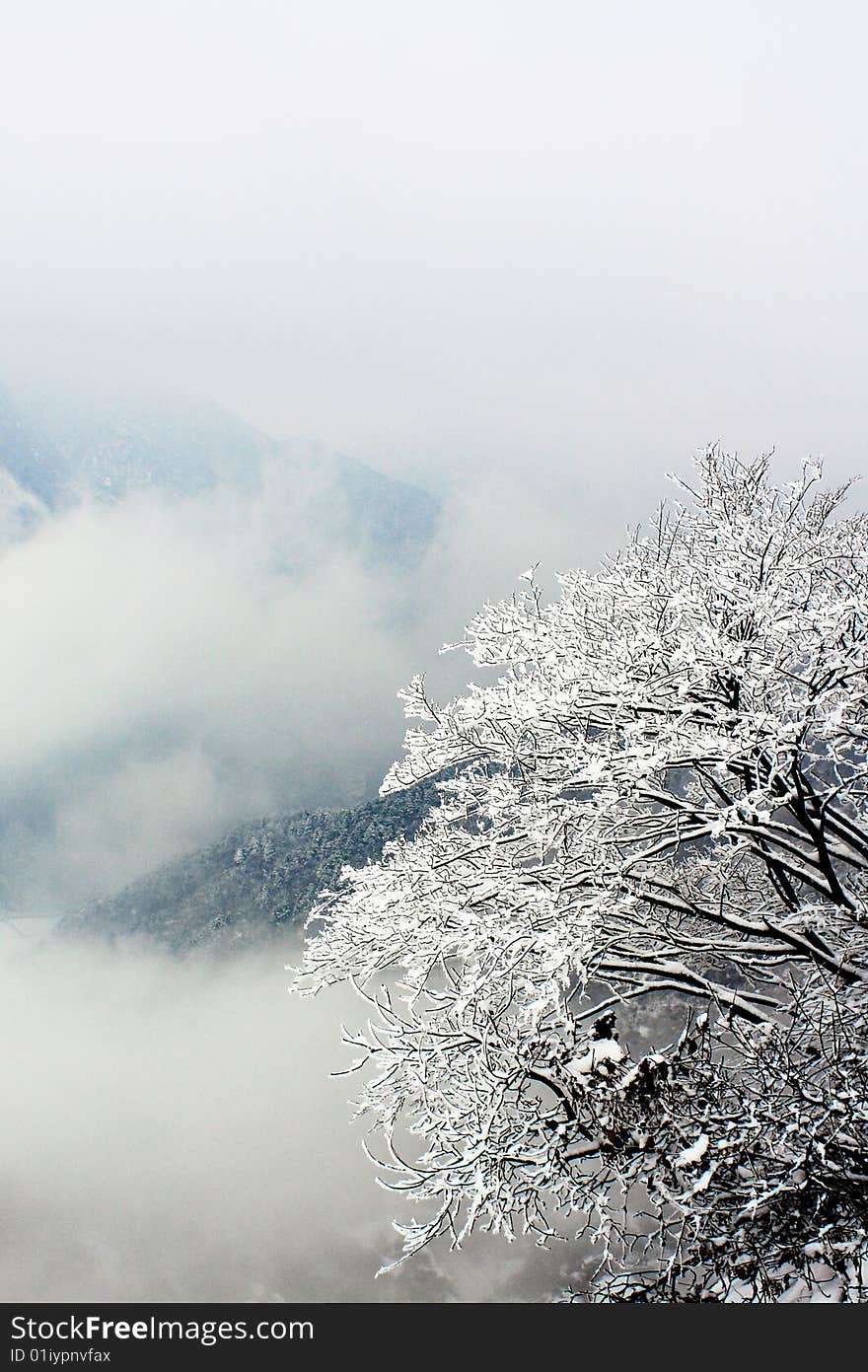 Snow covered tree