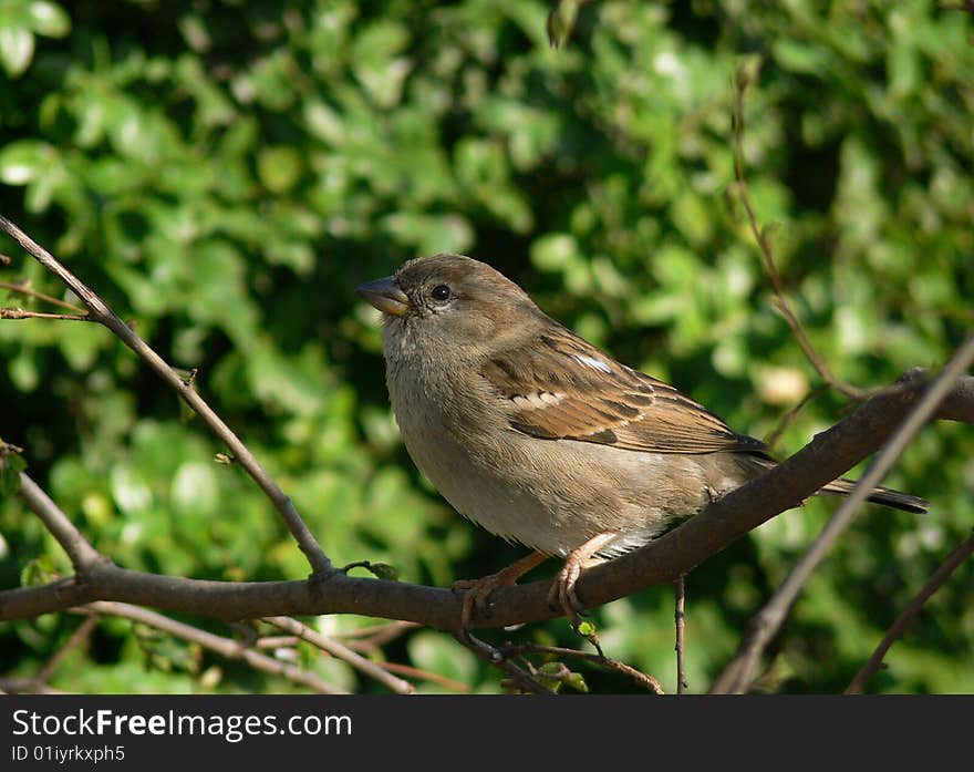 Sparrow