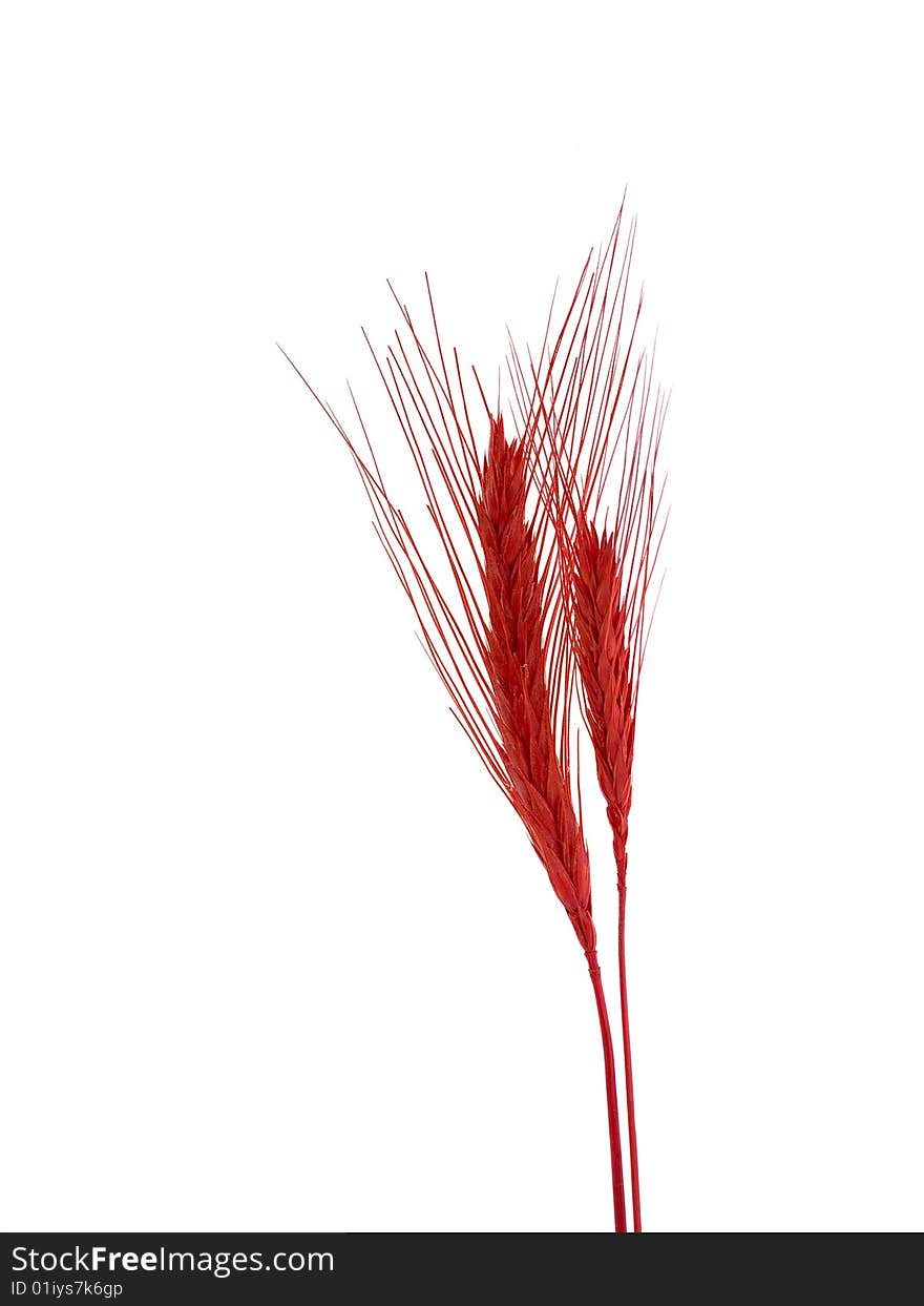 Red wheat isolated on white, home decoration