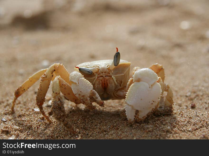 Crab on a reef near Sharm El Sheikh, Egypt. Crab on a reef near Sharm El Sheikh, Egypt