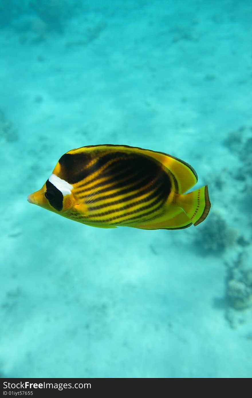 Bluecheek butterflyfish from the Red Sea near Sharm El Sheikh, Egypt. Bluecheek butterflyfish from the Red Sea near Sharm El Sheikh, Egypt