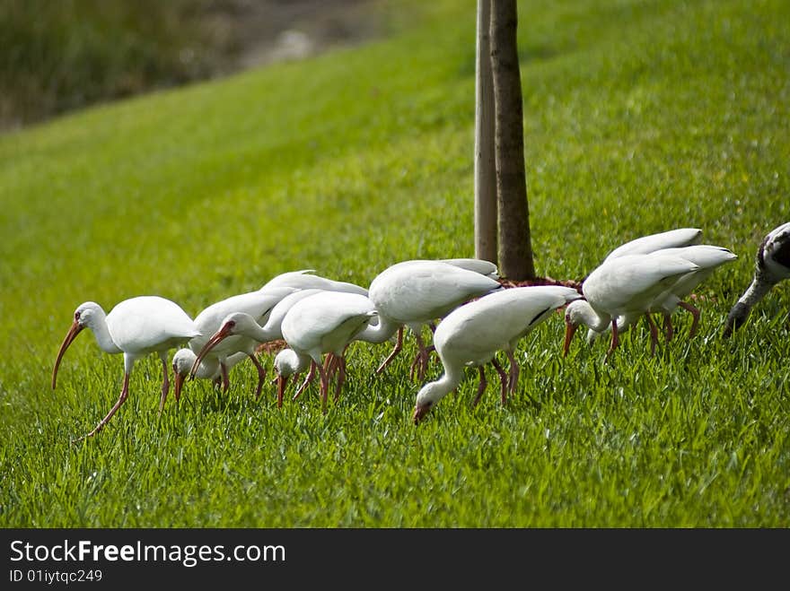 Birds walking on grass and feeding while following their leader. Birds walking on grass and feeding while following their leader.