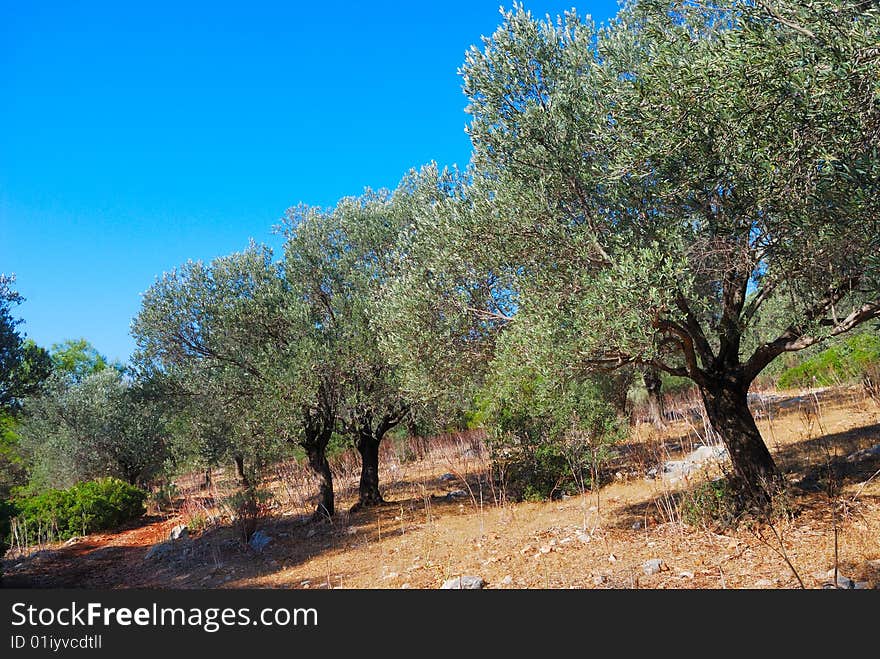 Traditional olive grove in Turkey. Traditional olive grove in Turkey.