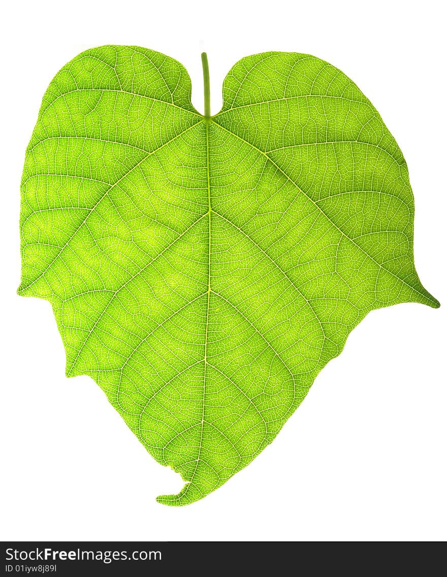 Leaf