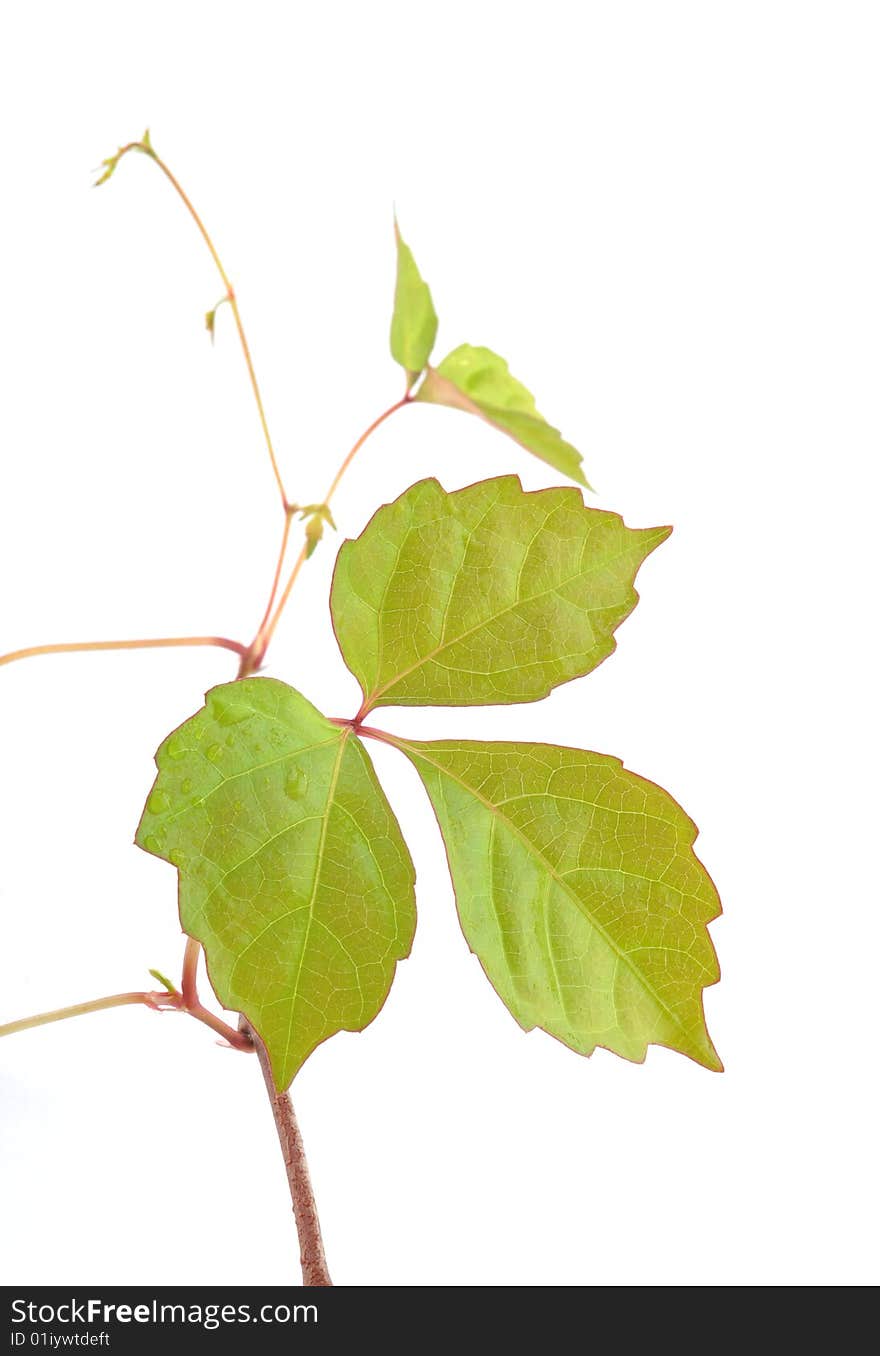 Leaves