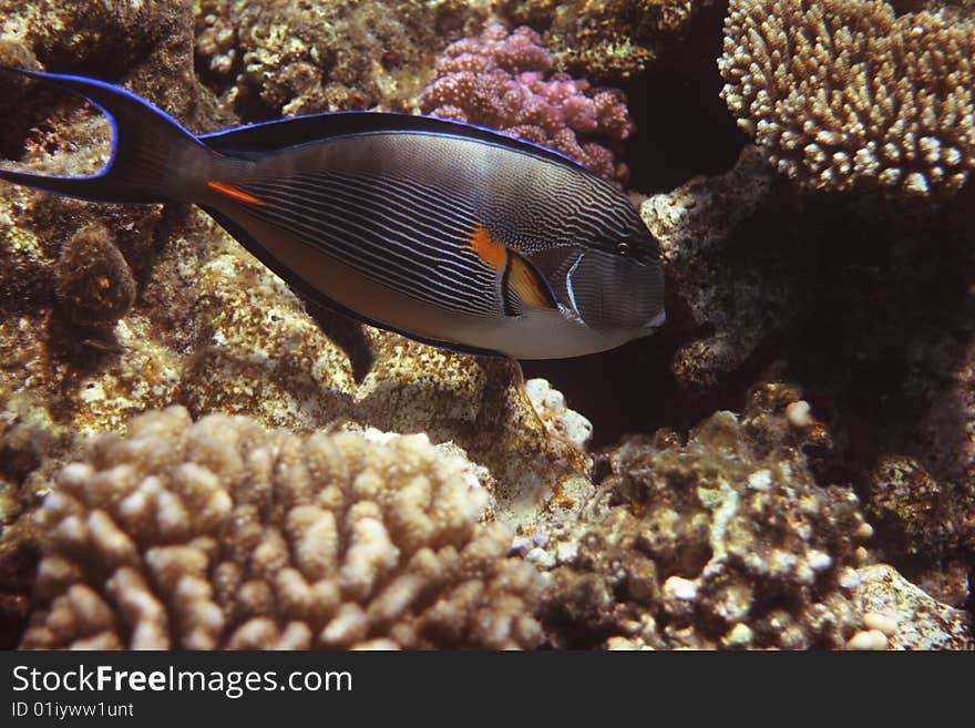 Red Sea Surgeonfish near Sharm el Sheikh