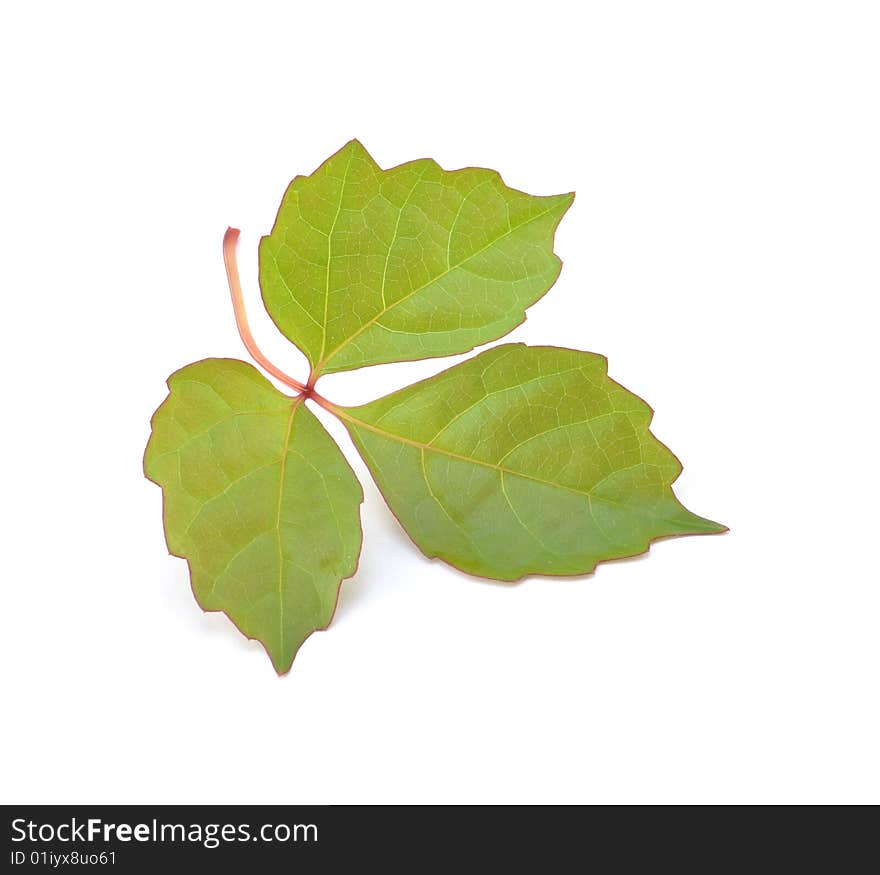 Leaves