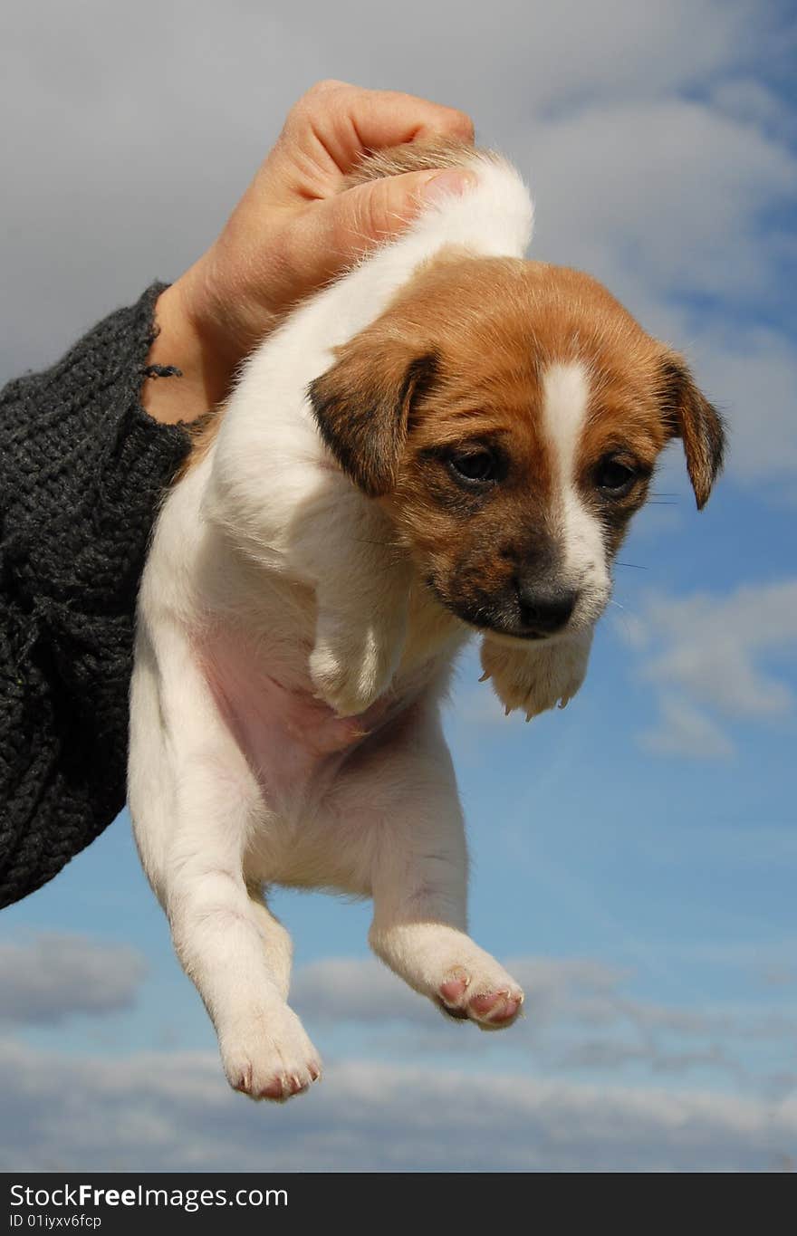 Puppy jack russel terrier