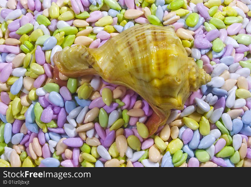 Empty seashel on multicolor glazed seeds background. Empty seashel on multicolor glazed seeds background