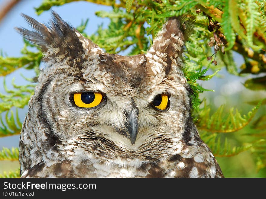 Picture of an owl sitting in a tree