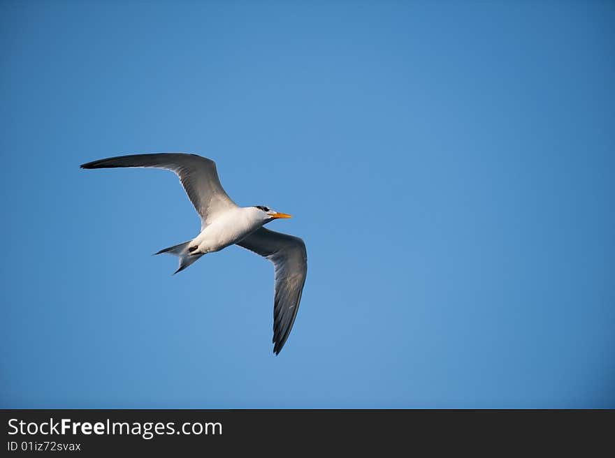 Seagull flying high above with a beautiful blue sky in the background