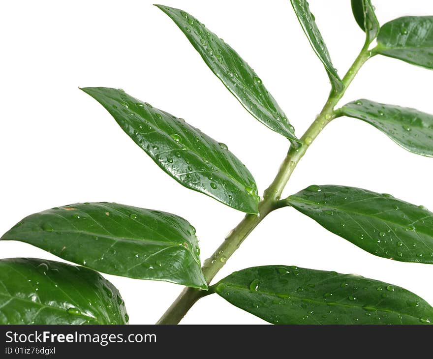 Green leaves with drops of water on isolated background. Green leaves with drops of water on isolated background.