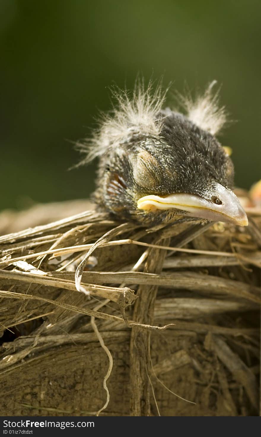 A closeup of a sleeping baby robin with selective focus, copy space, vertical