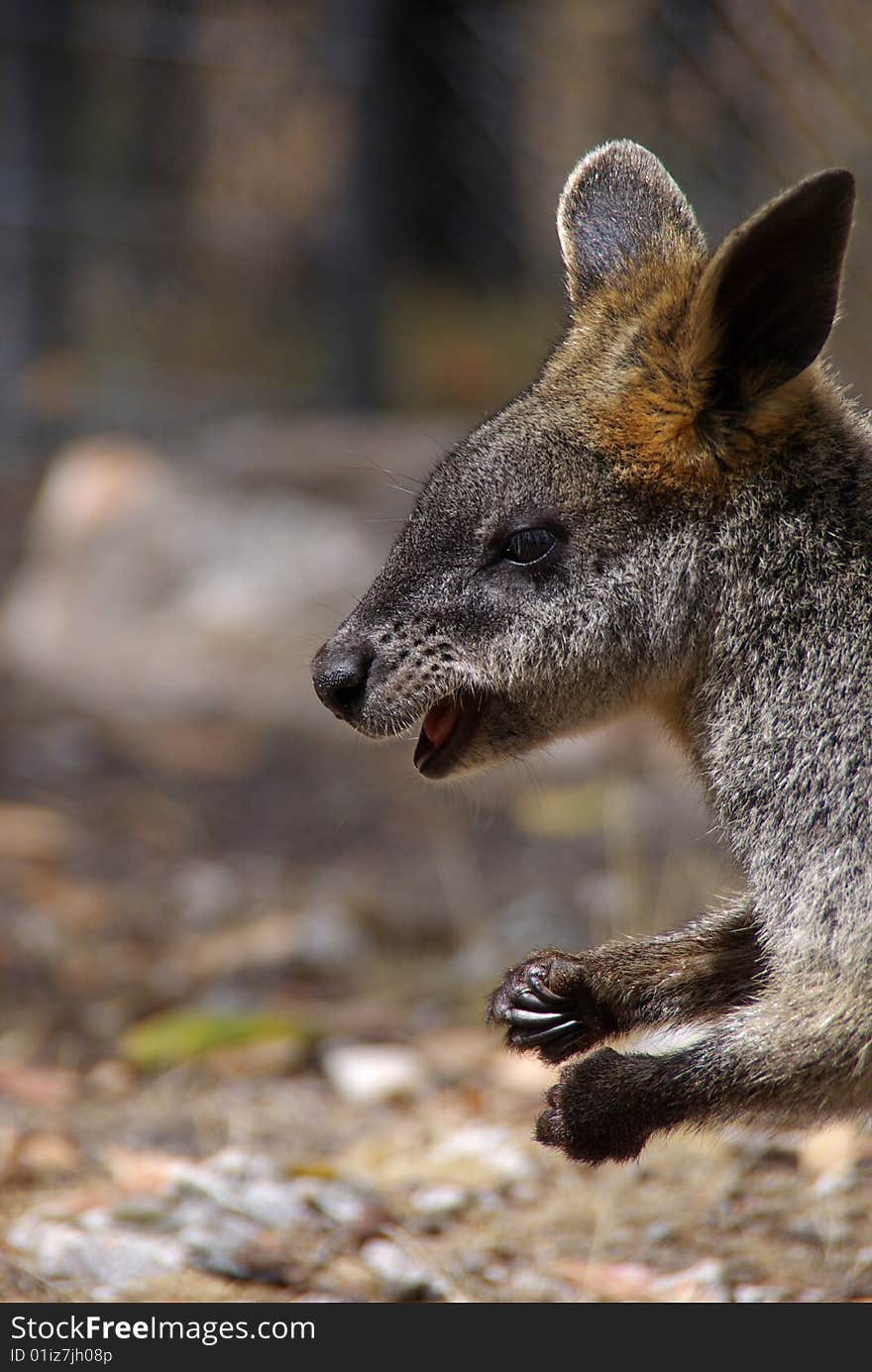 A close up of a young Swamp Wallaby. Cleland, Adelaide, South Australia. A close up of a young Swamp Wallaby. Cleland, Adelaide, South Australia.