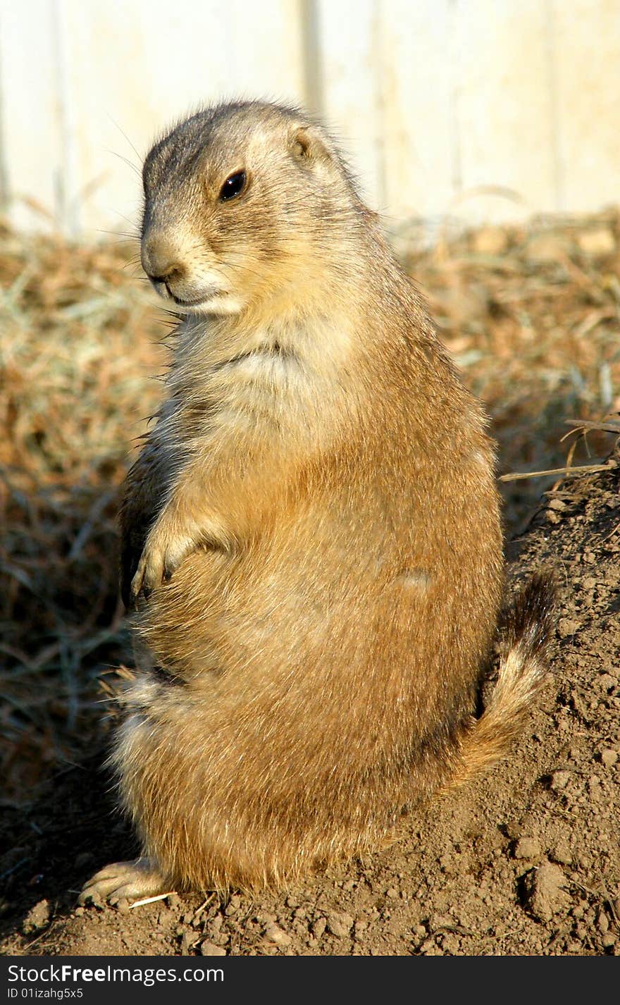 Prairie Dogs