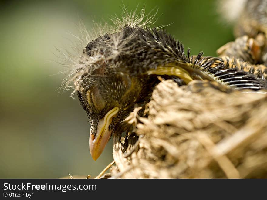 A closeup of a sleeping baby robin with selective focus and copy space