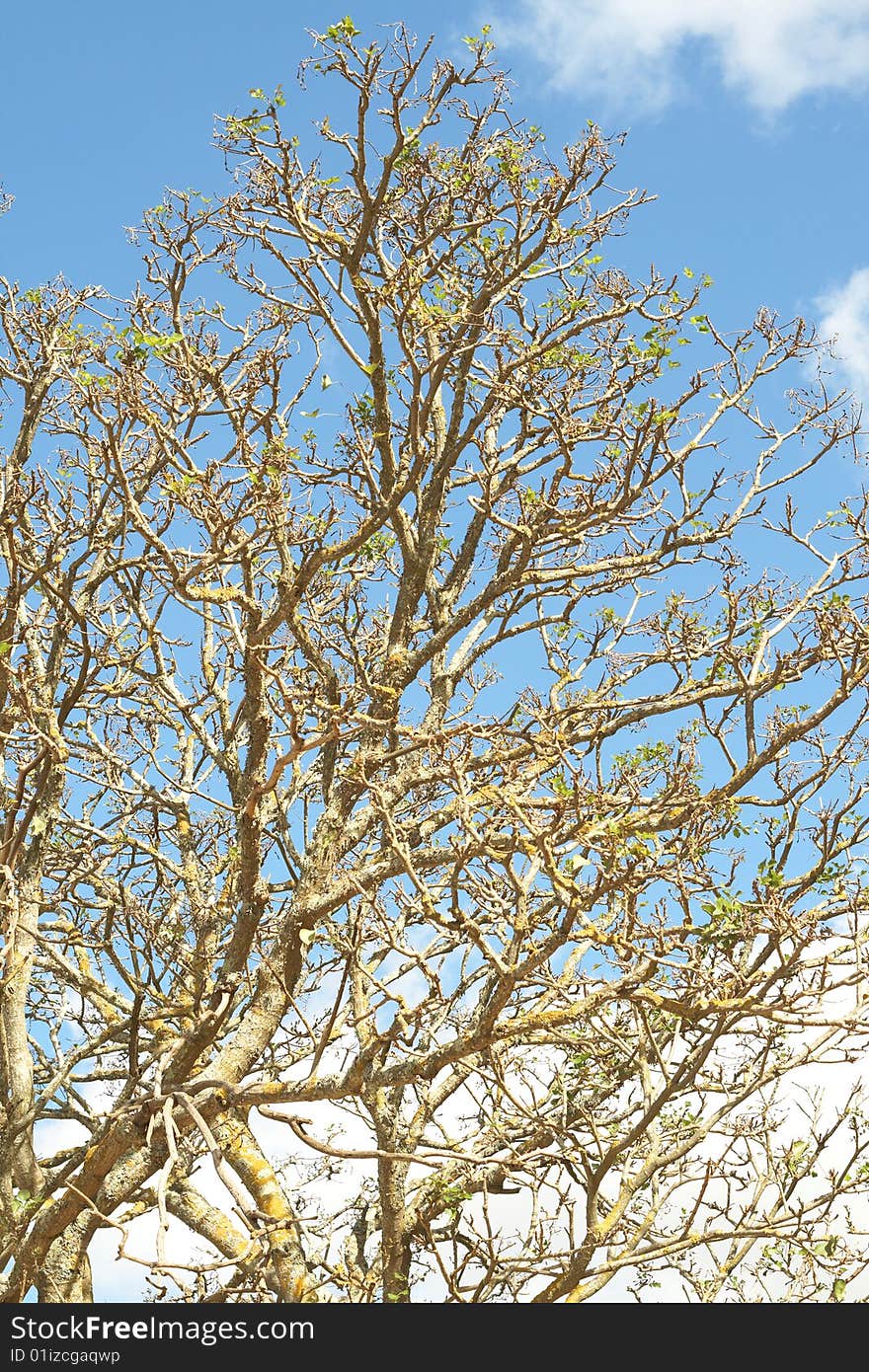 Tree against a sky in spring