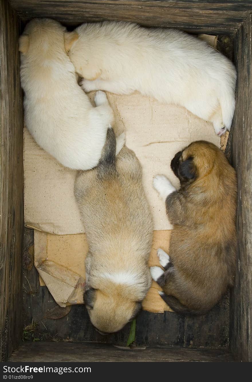 Four Puppies asleep in a wooden crate