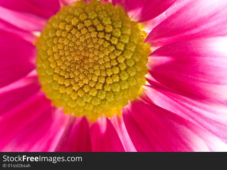 Beautiful red flower - macro background