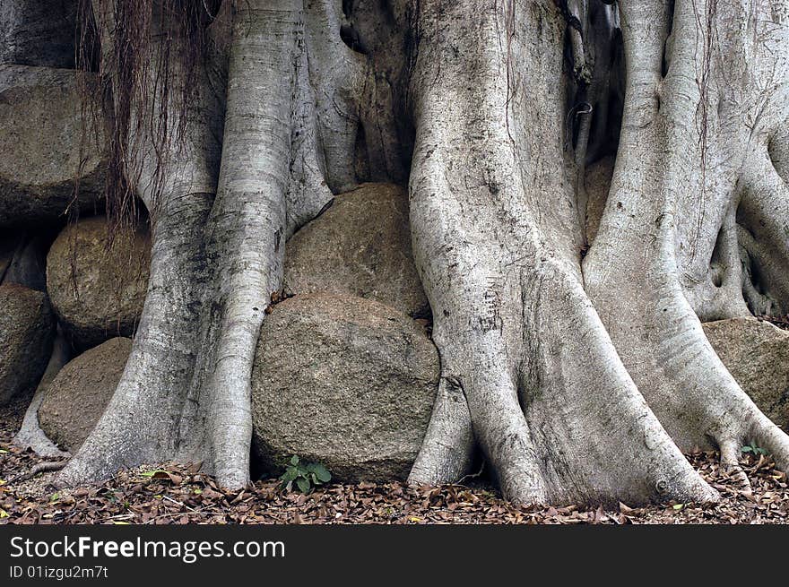 Banyan tree growing through a bunch of rocks,. Banyan tree growing through a bunch of rocks,