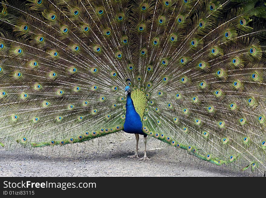 Peacock showing it's colors.