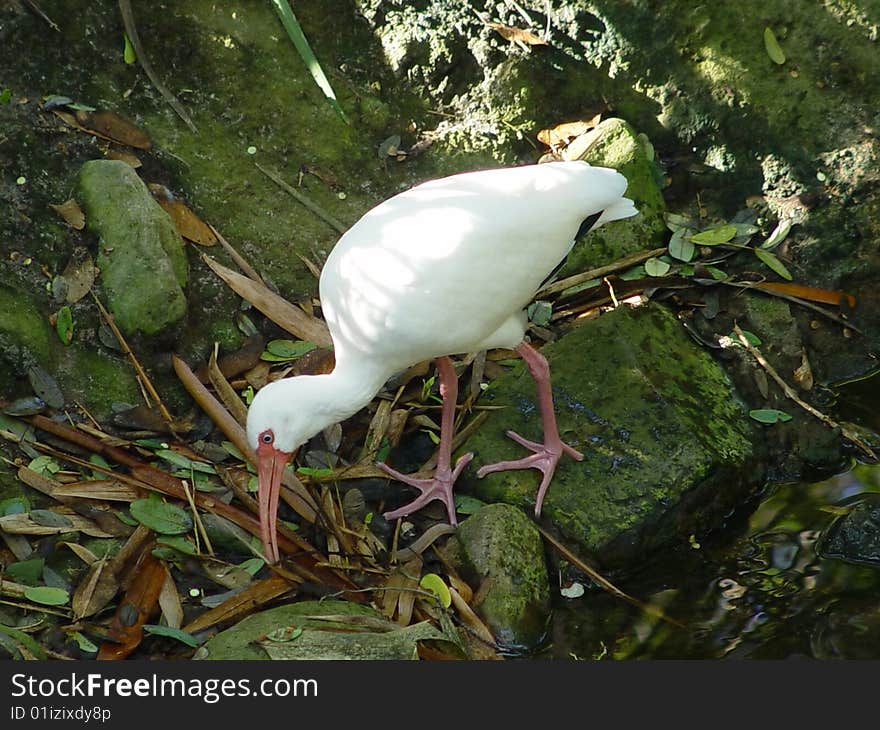 Bird Eating Breakfast