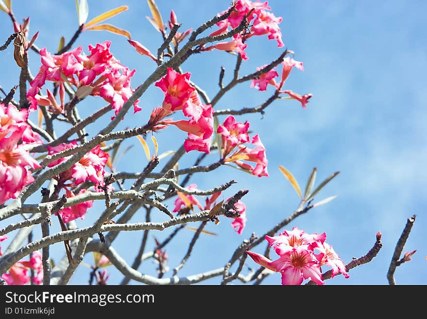 Flowers and sky as background