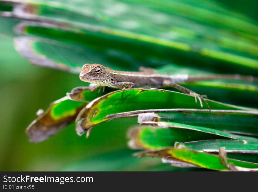 Gecko hunting