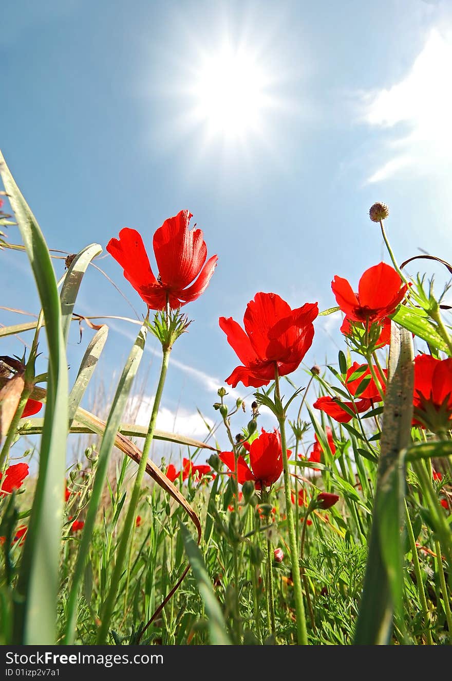 Beautiful red flowers and sunny blue sky