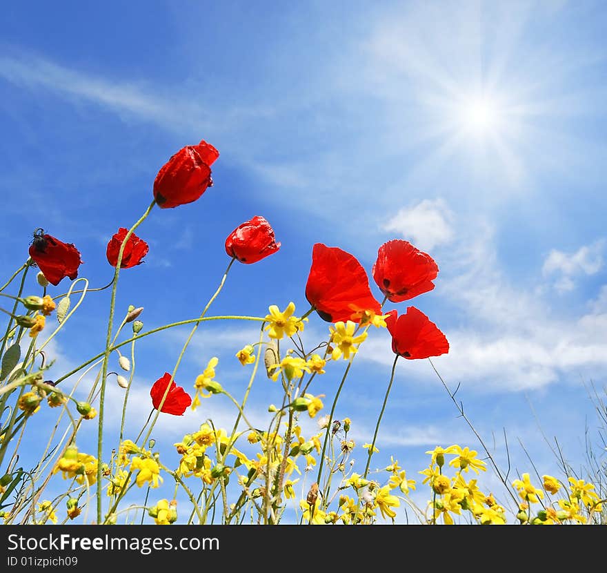 Beautiful red flowers and sunny blue sky