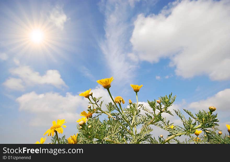 Beautiful flowers and sunny blue sky