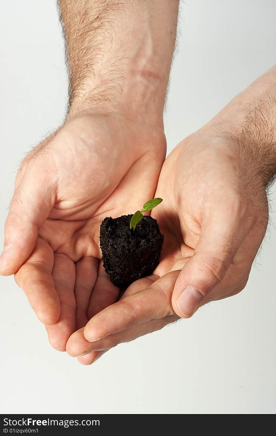 A person holding a small plant. A person holding a small plant