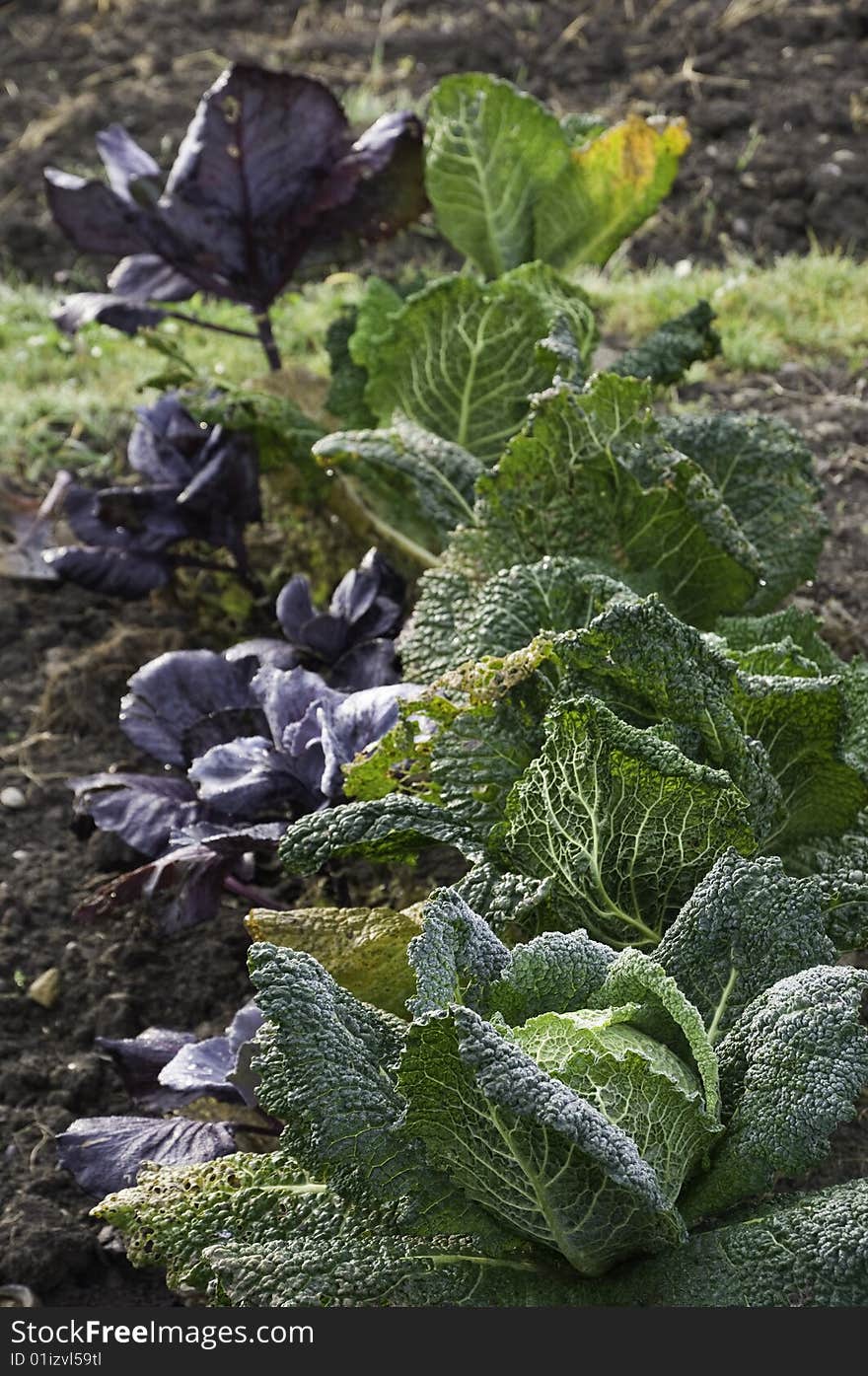 Cabbage in a vegetable garden