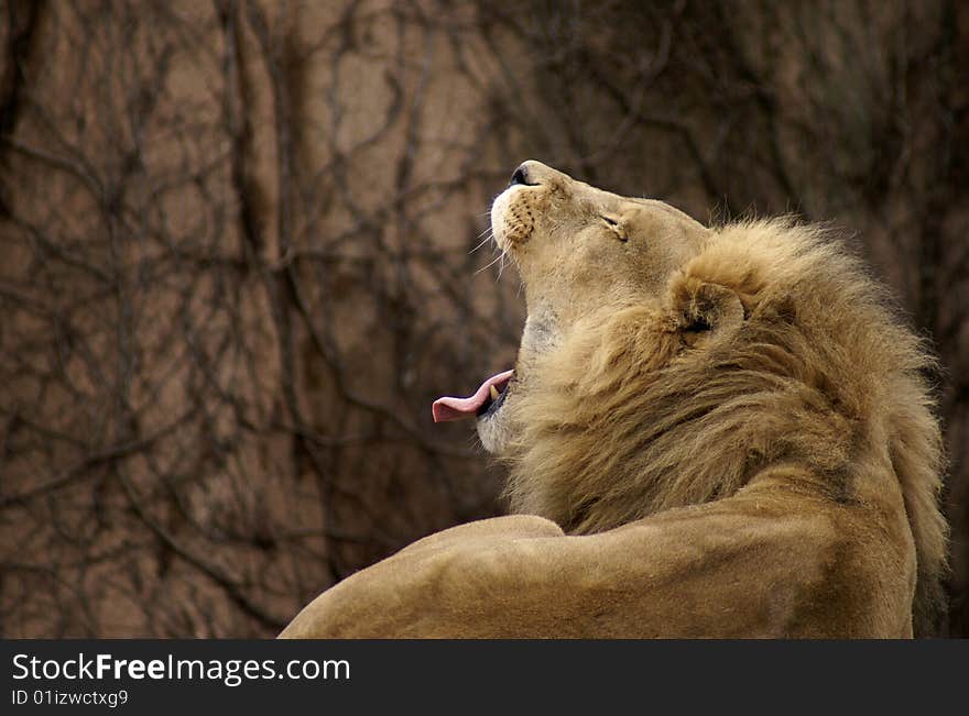 Male African lion with a wide yawn. Male African lion with a wide yawn.